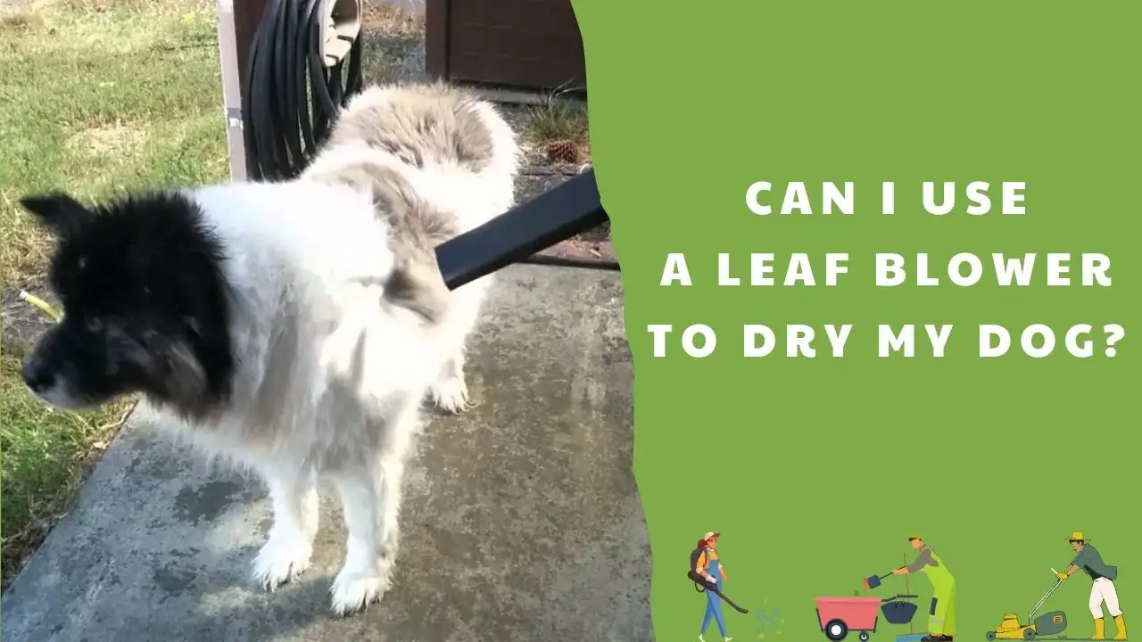 Can I use a leaf blower to dry my dog