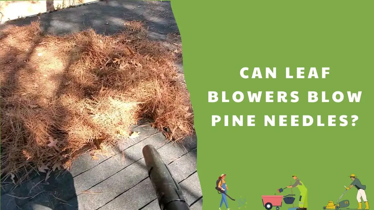 Can leaf blowers blow pine needles_ All things to know