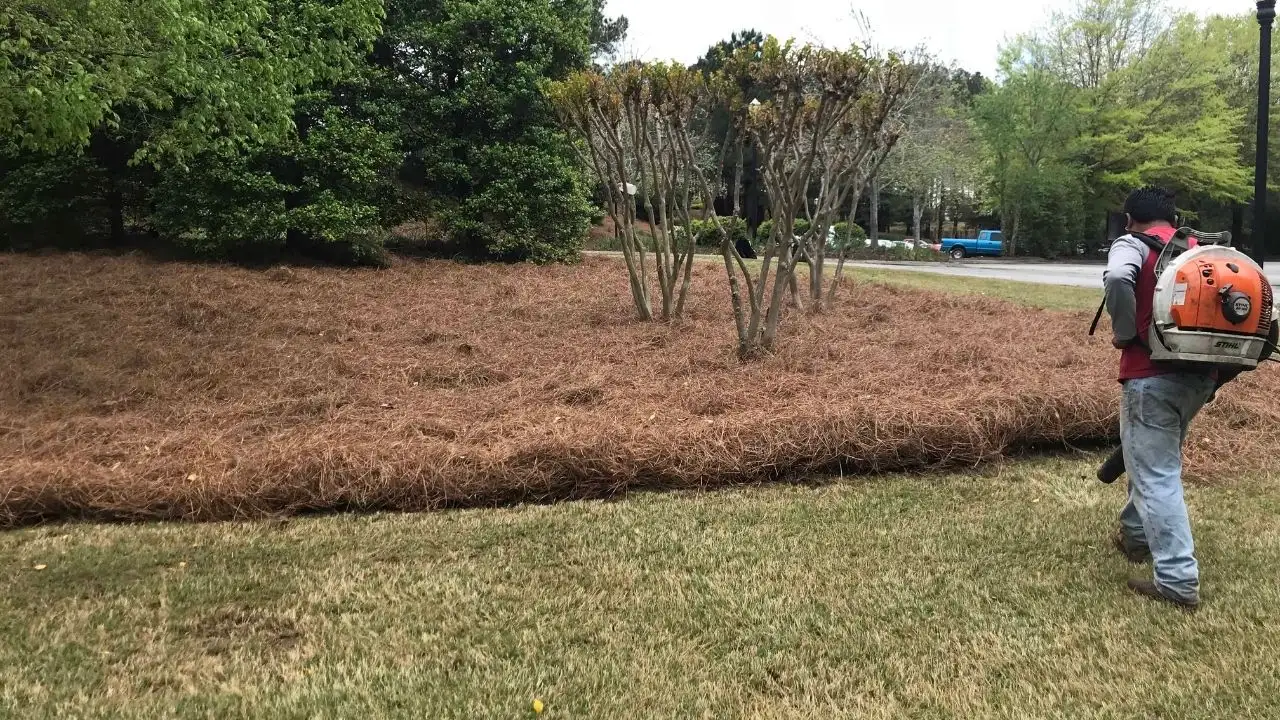 How often should pine needles be cleaned with a leaf blower